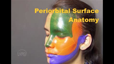 Surface Anatomy Of The Periorbital Region A Beginners Guide Youtube