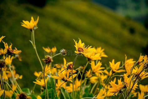 Il narciso è un fiore dalla potente simbologia. Fiori Gialli In Yellowstone Immagine Stock - Immagine di ...