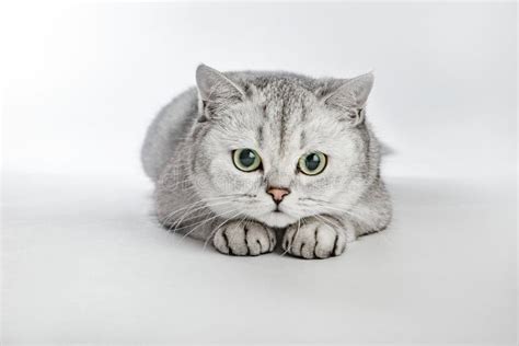 Gray British Shorthair Portrait Of British Shorthair Cat Lying On A