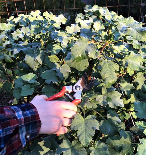Native to the warmer regions of. Northern California: February Garden To-Do List ...