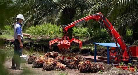 Harga TBS Sawit Riau Alami Kenaikan Rp2 630 Per Kg