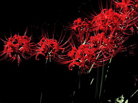 Red Spider Lily Wallpapers Wallpaper Cave