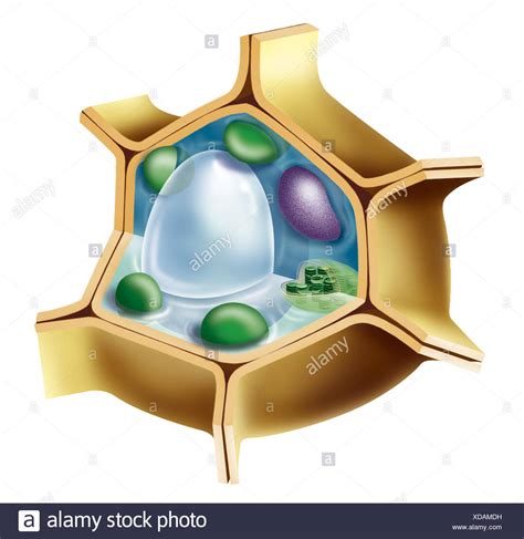 Plant Cell Wall Stock Photos And Plant Cell Wall Stock Images Alamy