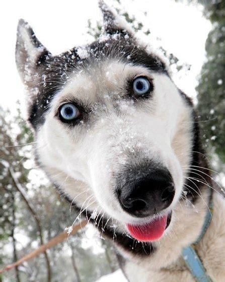 White Wolf Huskies Go Crazy 17 Funny Husky Pictures That Will Put A