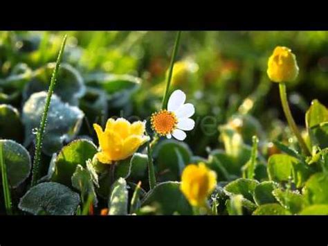 And the best thing is, everything is free. Simple Spring Flower Logo After Effects Template - YouTube