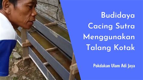 Budidaya Cacing Sutera Dengan Menggunakan Talang Kotak Youtube