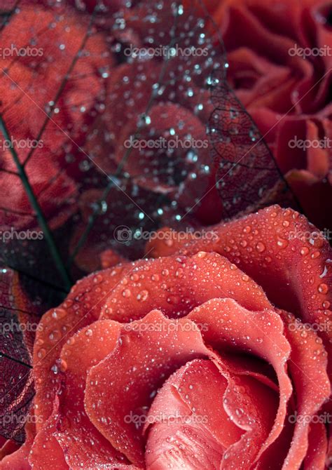 Red Roses Stock Photo By ©janpietruszka 30764093