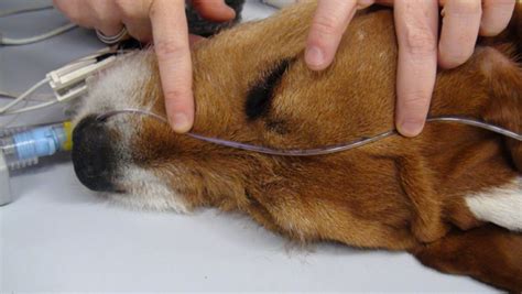 Learn vocabulary, terms and more with flashcards, games and other study tools. Placement of Nasal Oxygen Catheters | Veterinary Team Brief
