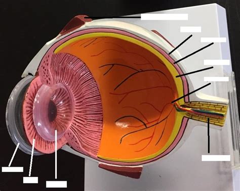 Print Activity 1 Anatomy Of The Eye And Identifying Accessory Eye