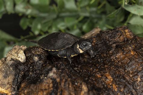 Critically Endangered Bog Turtle Hatches At Zoo Atlanta Zoo Atlanta