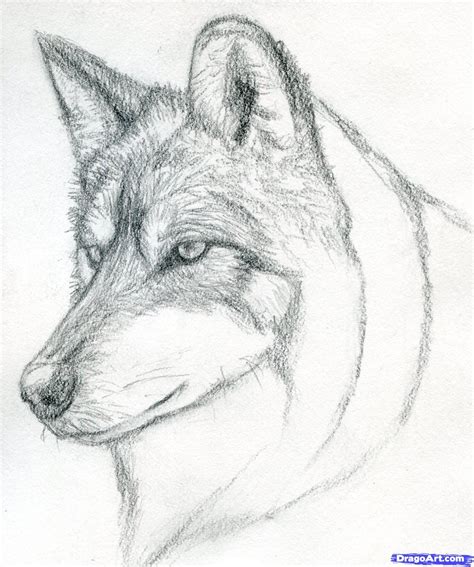 How To Draw A Wolf Head Mexican Wolf Step By Step Forest Animals