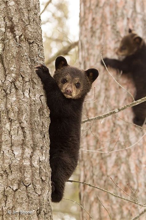 Two Bear Cubs Climbing Trees Black Bear Animals Cute Animals