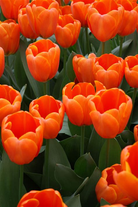 Sarah köhler is a german swimmer. tulips for our time in the Netherlands | Flowers ...