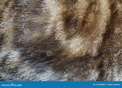 Abstract Close Up Cat Fur Texture Stock Image Image Of Abstract