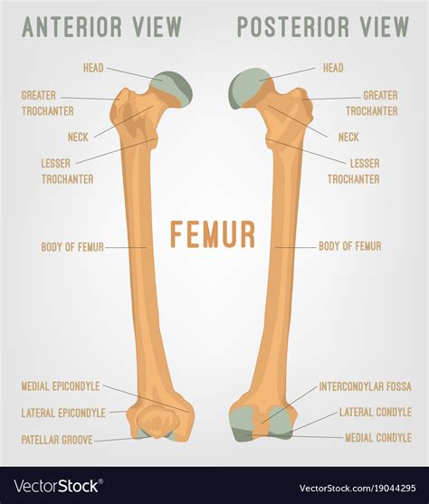 We highlight the differences not only in species and sites but also in defect size. Human femur bones Royalty Free Vector Image - VectorStock