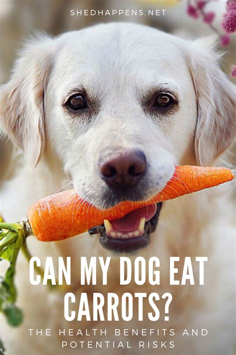 Can My Dog Eat Carrots Dog Eating Can Dogs Eat Carrots Dog Nutrition