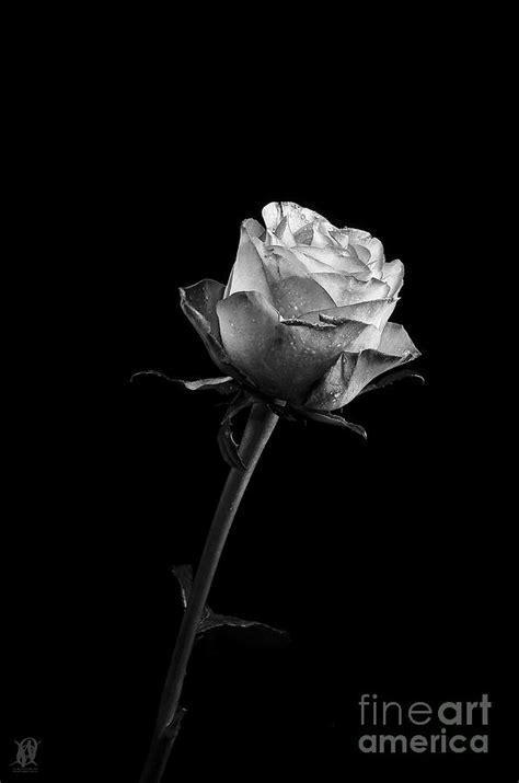 Lonely Rose Photograph By Jacques Pierre Niemandt Fine Art America