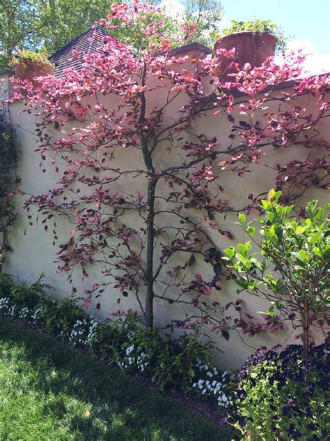 I sent you an email about this. espaliered tri-color Beech | Garden design, Cottage garden ...