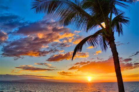 Sunset View Of Kamaole Beach Park With Palm Tree