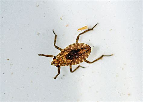 Ephemeral Pond Critters Revisited - Field Station