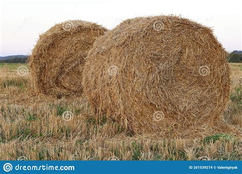 Hay Bale Haystacks Harvested On A Field In Summer Agriculture Field