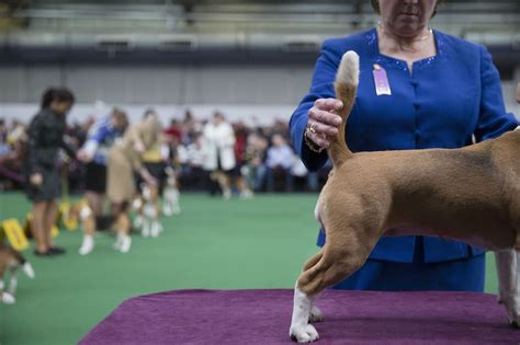 7 Tips For Watching Westminster Kennel Club 138th Annual Dog Show
