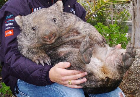 Meet Your Tour Guide To Australia The Wombat The Washington Post