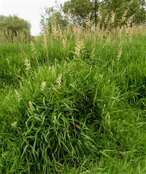 Reed Canary Grass Naturespot