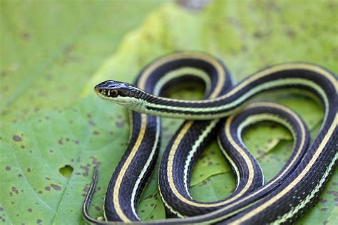 Discover the world of snakes. A Guide to Our Region's Snakes | Teatown