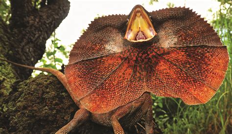 The Science Behind The Frill Of The Frillneck Lizard Frilled Lizard
