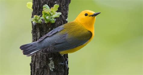Prothonotary Warbler Identification All About Birds Cornell Lab Of