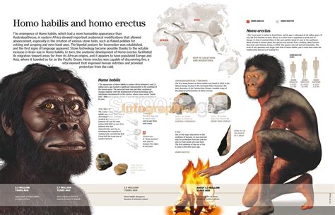 Infografía Homo Habilis Y Homo Erectus Infographics90