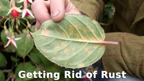 Get Gardening Getting Rid Of Rust Youtube
