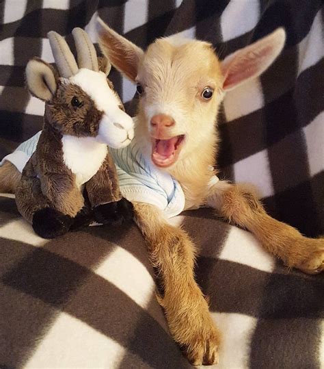 Goat Born Without Back Legs Finds The Perfect Mom To Raise Him