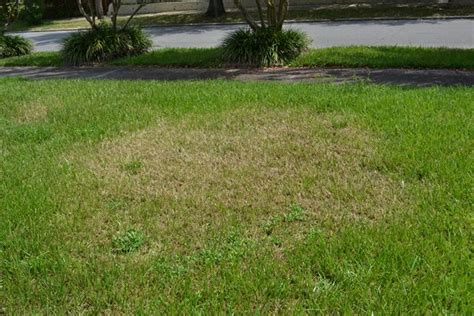 Sod Webworm Sightings In Escambia County Ufifas Extension Escambia