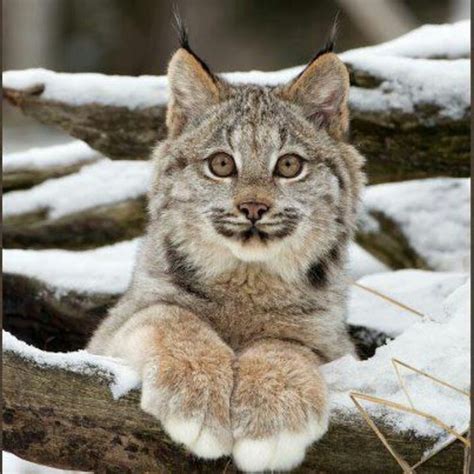 White Wolf Canadian Lynx And Their Amazing Big Paws 14 Pics
