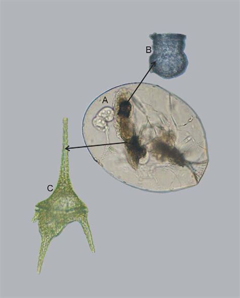 However, these marine species have now been assigned to a new genus called tripos. Tintinnopsis sp. (A and B) and Ceratium hirundinella (A ...