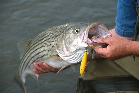 Georgia game and fish commission. Georgia Bass Forecast for 2016 - Game & Fish