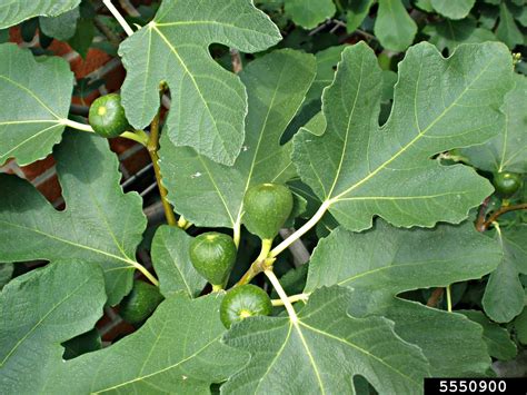 Edible Fig Ficus Carica