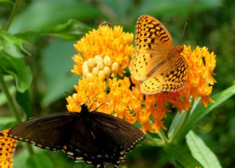 Appalachian Journal : Butterfly Plant with Butterflies