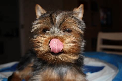 The Unstoppable Spirited Yorkshire Terrier The Yorkie Times