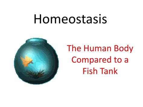 Ppt Homeostasis Powerpoint Presentation Free Download Id9323421