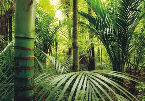 3d Tropical Rainforest Wallpapers Top Free 3d Tropical Rainforest