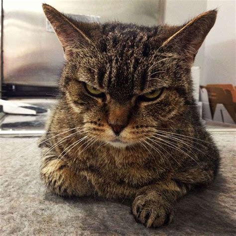 12 Pictures Of The Worlds Angriest Cats Ever We Love Cats And Kittens