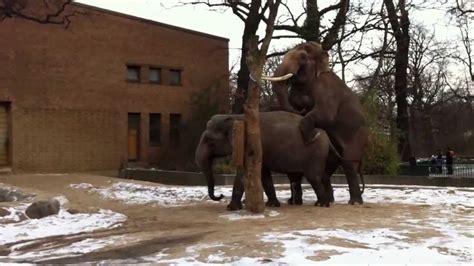 And other lovers of truth and freedom. Elephant Mating in the Berlin Zoo Germany Winter 2013 ...