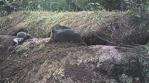 Otters Behavior Outside Their Den In Mangroves Youtube