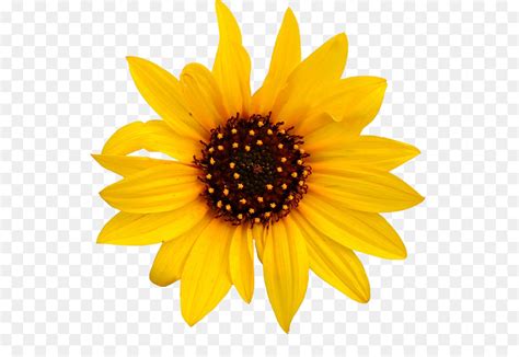 Common Sunflower Clip Art Sunflower Clipart Png Image Png Download