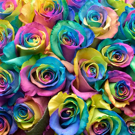 Rainbow Rose Bouquet Rainbow Roses Delivery Rosaholics