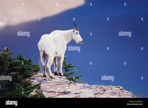 Mountain Goat High Resolution Stock Photography And Images Alamy