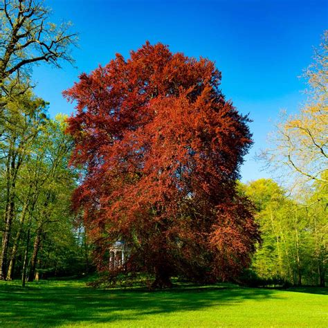 10 Fast Growing Trees To Fill Out Your Landscape Fast Growing Trees